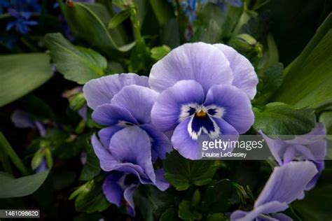 pansies images|6,794 Pansies Flowers Stock Photos & High.